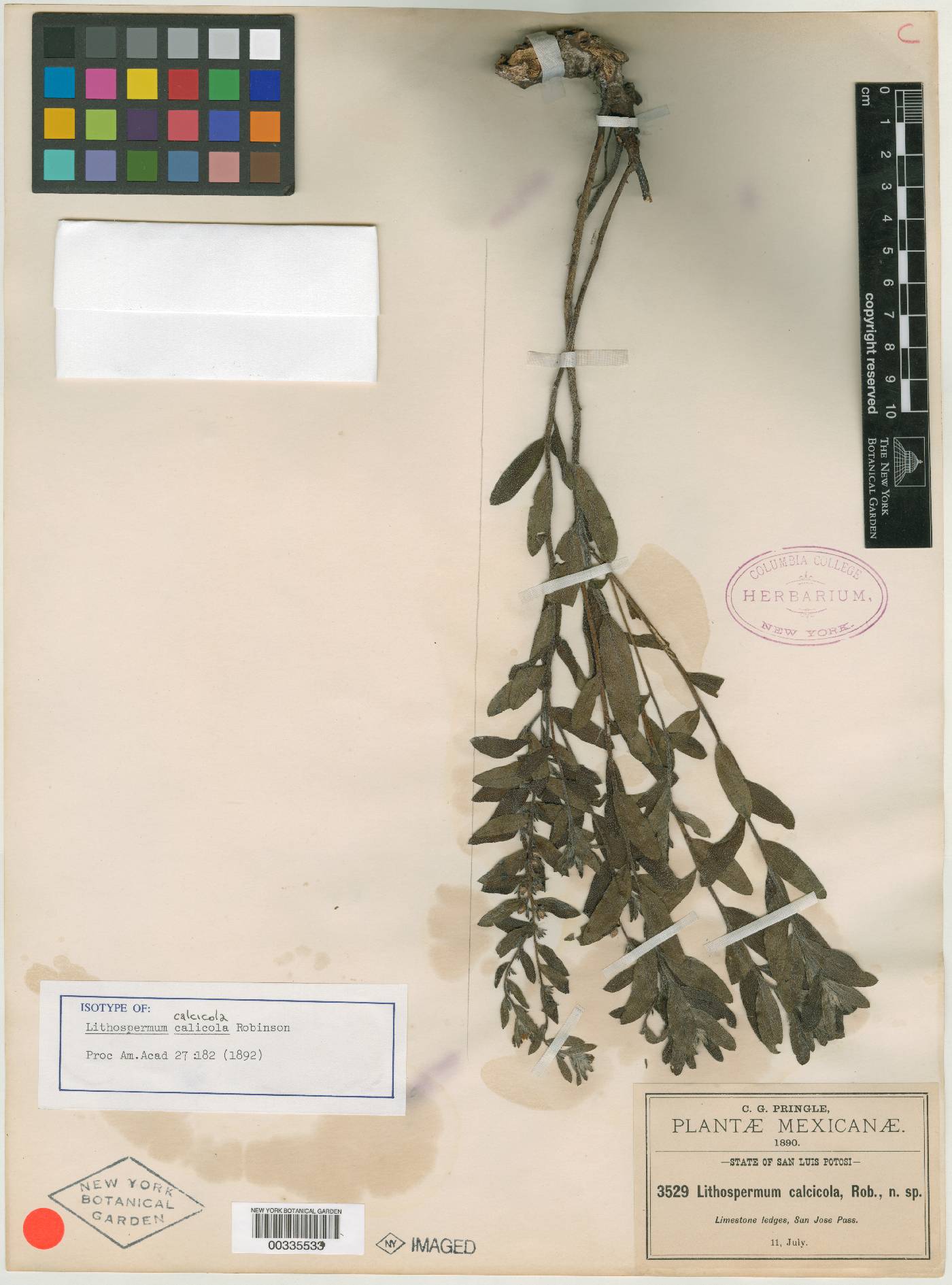 Lithospermum calcicola image