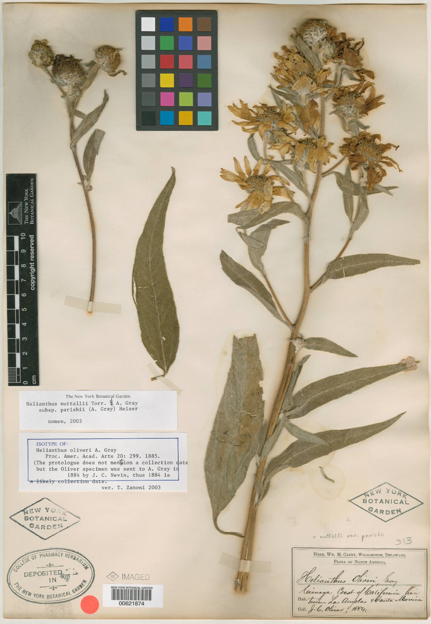 Helianthus oliveri image