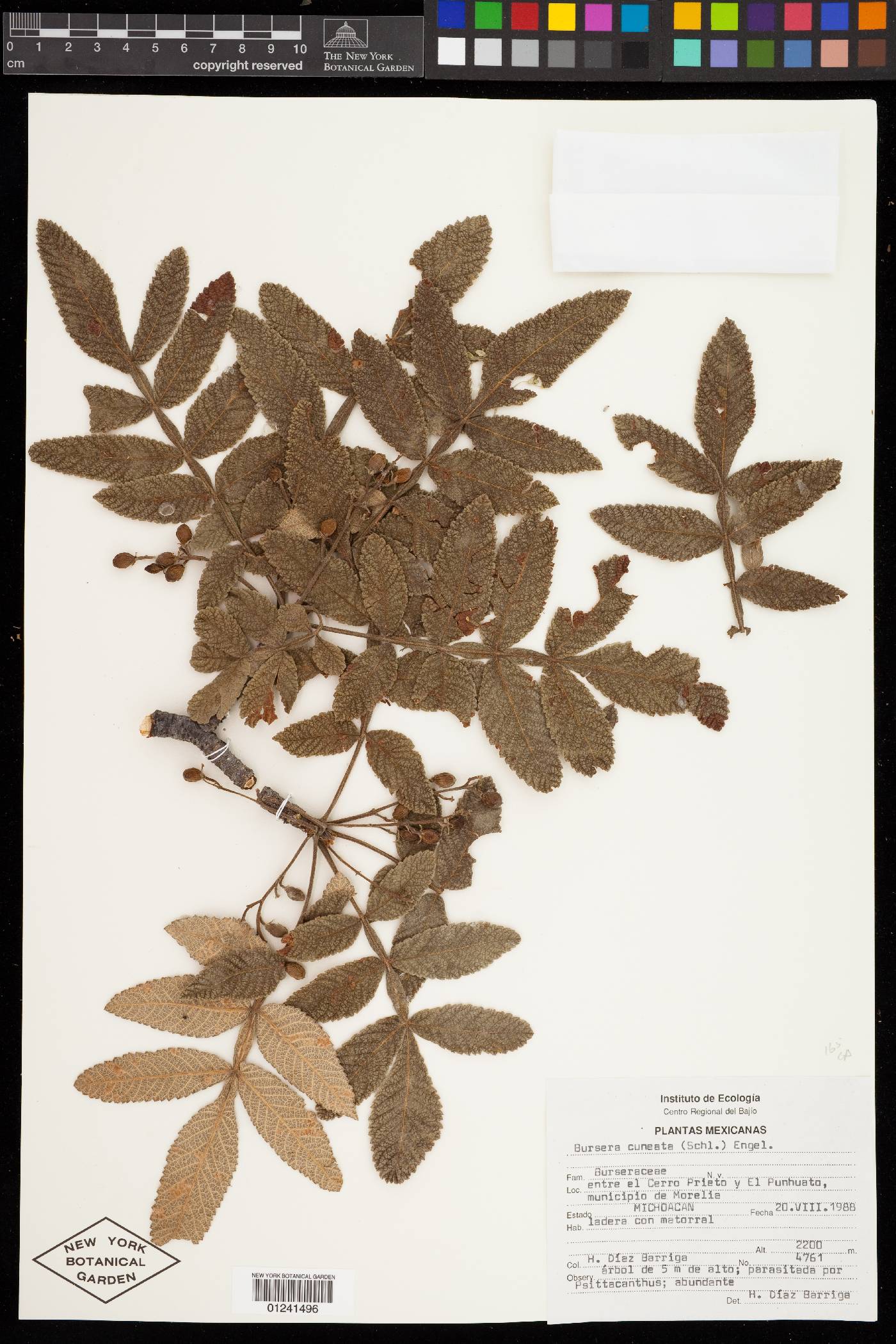 Bursera cuneata image