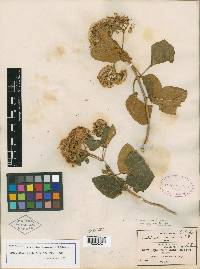 Ageratina tomentella image