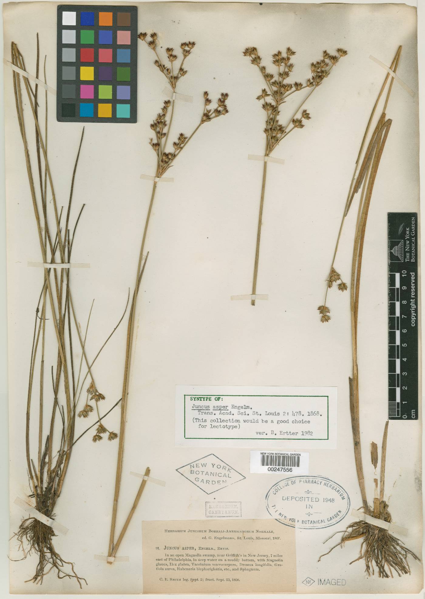 Juncus caesariensis image