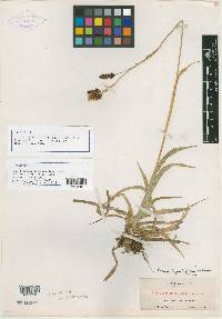 Carex luzulifolia image