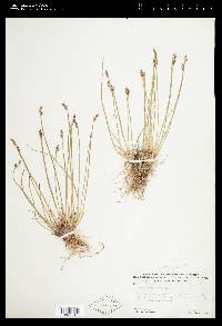 Juncus parryi image