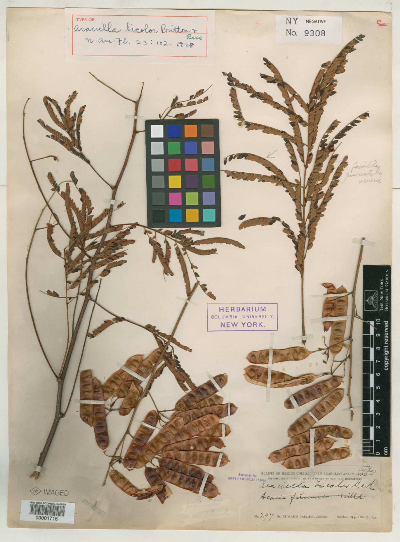 Acaciella bicolor image