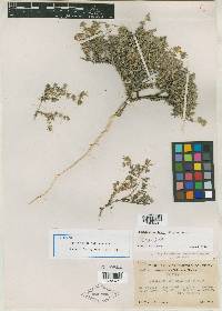 Linanthus melingii image