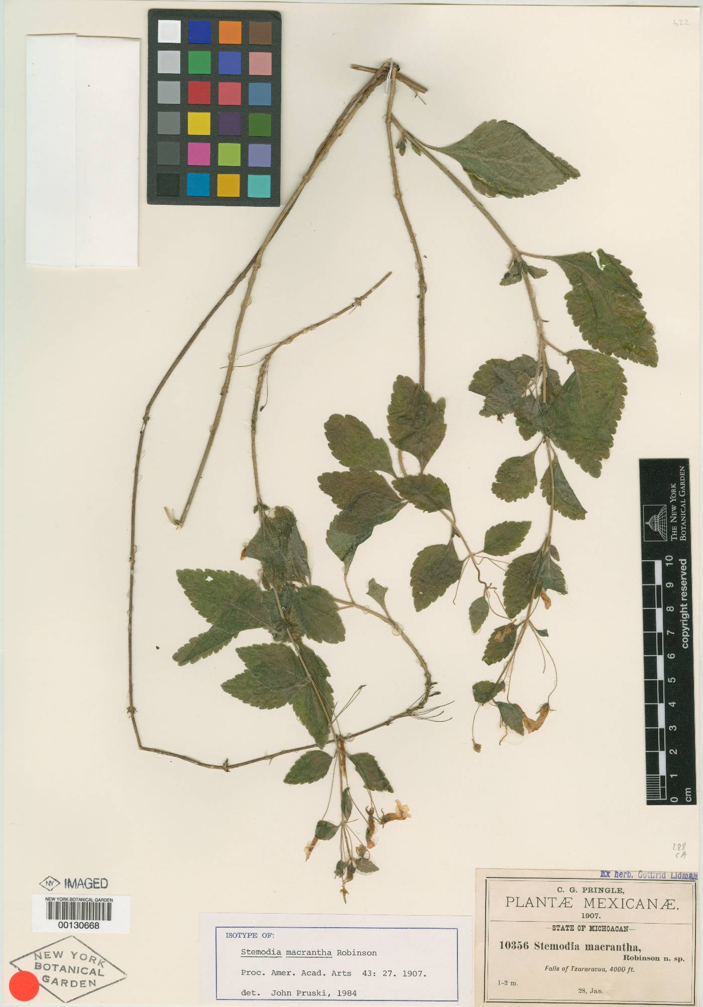 Stemodia macrantha image