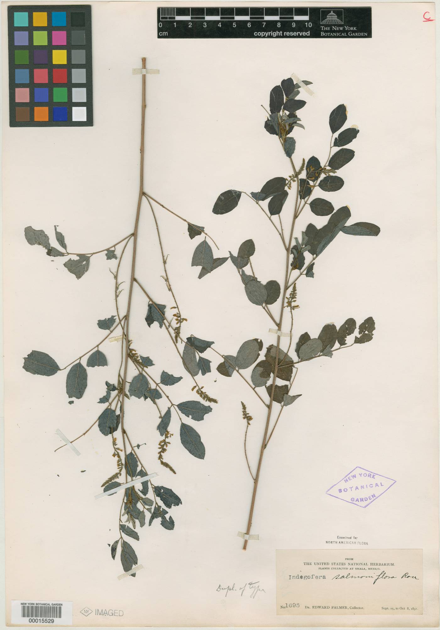 Indigofera salmoniflora image