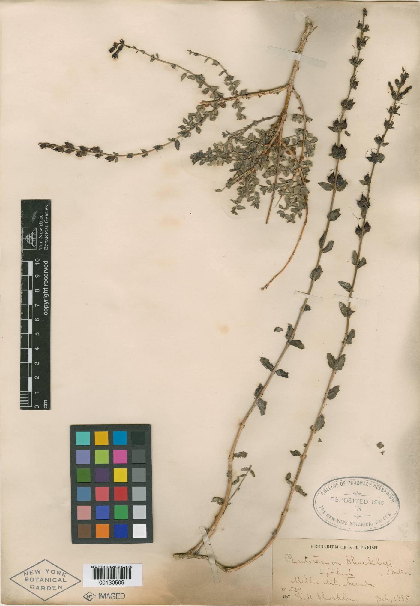 Penstemon shockleyi image