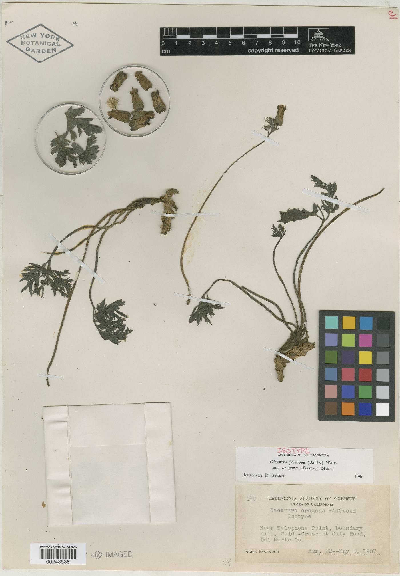 Dicentra oregana image