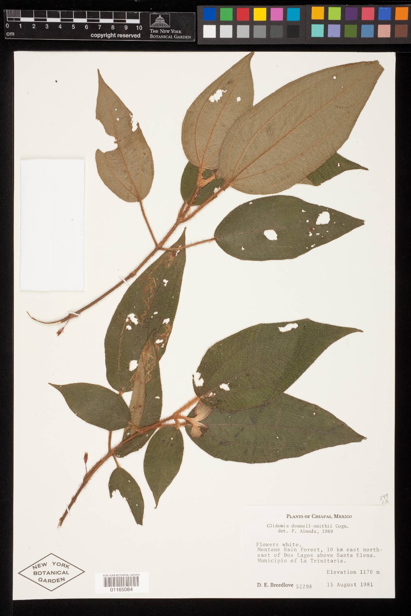 Clidemia donnell-smithii image