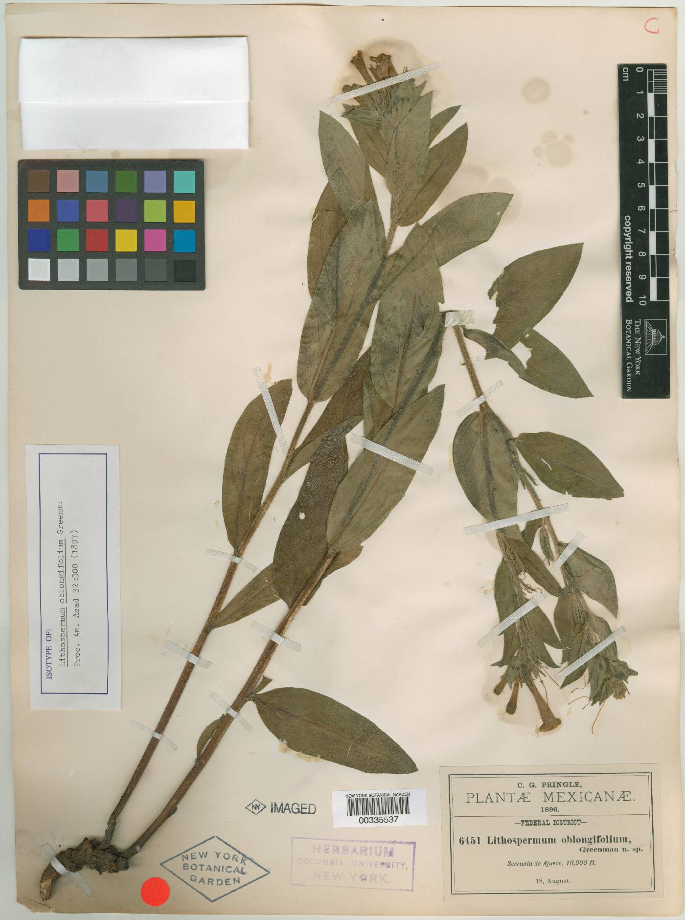 Lithospermum oblongifolium image