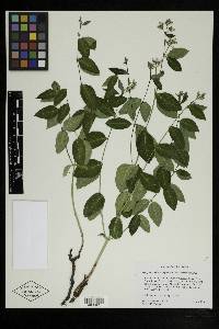 Apocynum androsaemifolium var. androsaemifolium image