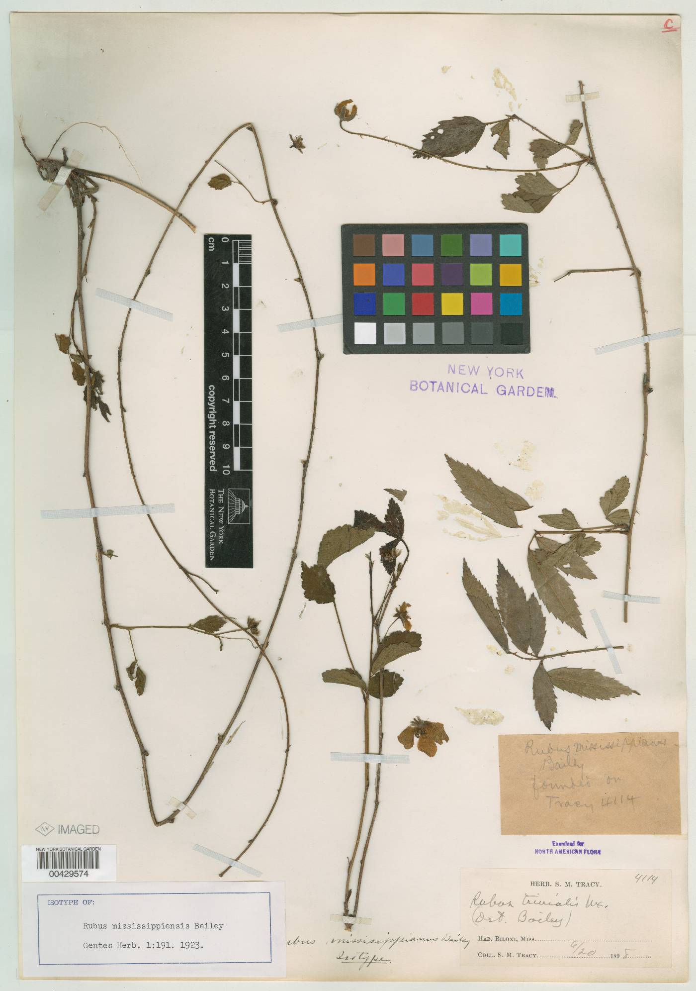 Rubus mississippianus image