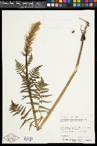 Pedicularis bracteosa var. paysoniana image