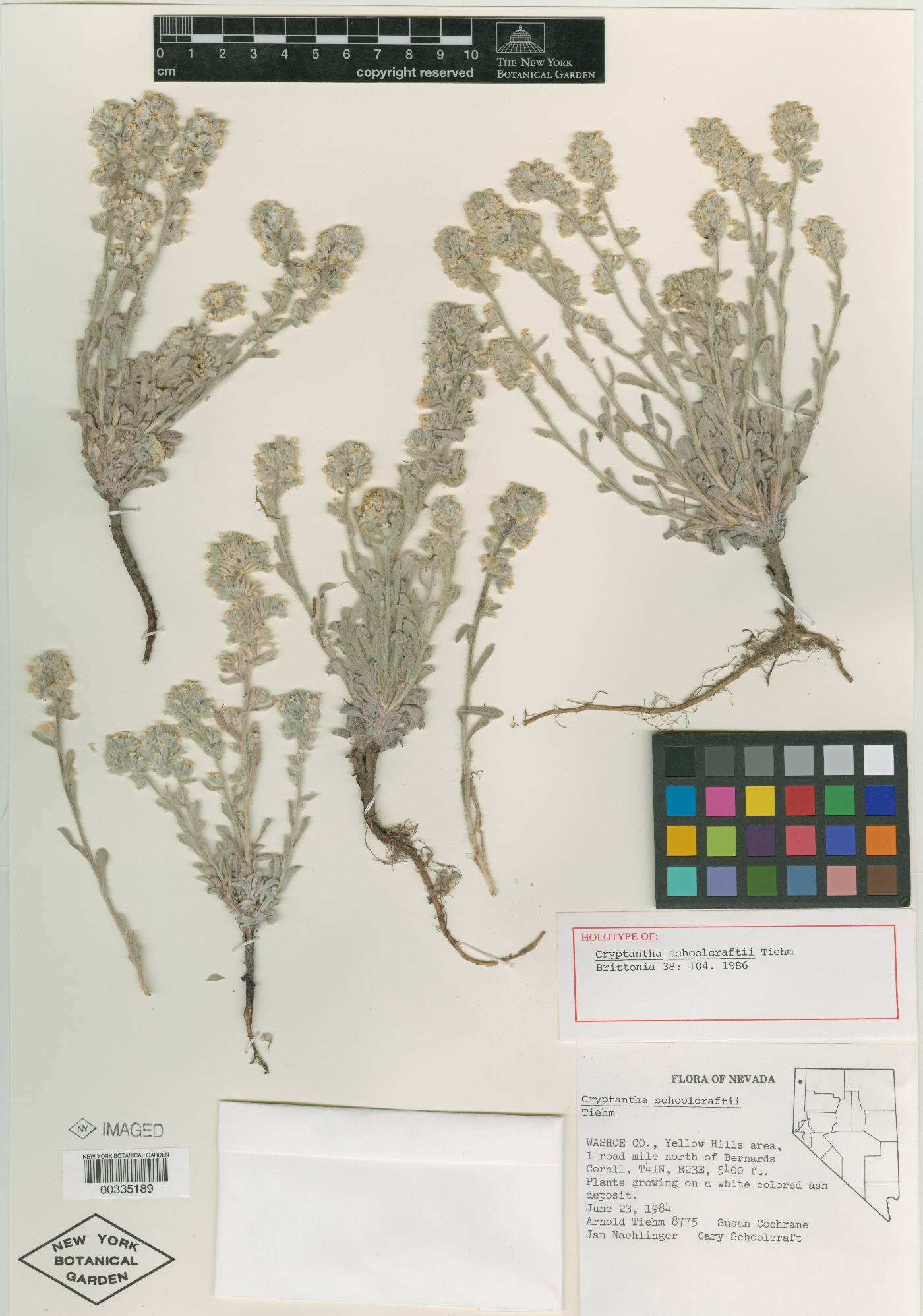 Oreocarya schoolcraftii image