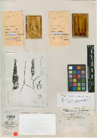 Erythrina occidentalis image