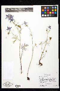 Delphinium nuttallianum image