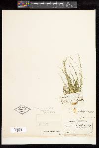 Eleocharis nervata image