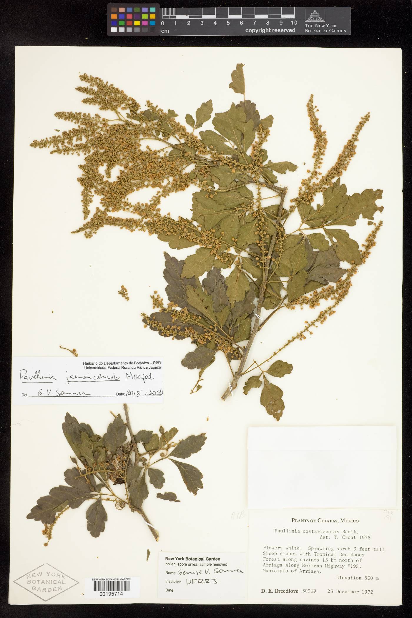 Paullinia jamaicensis image