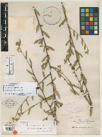 Sida rubromarginata image