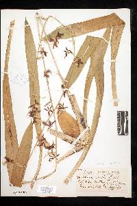 Oncidium altissimum image