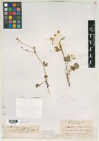 Ranunculus allenii image