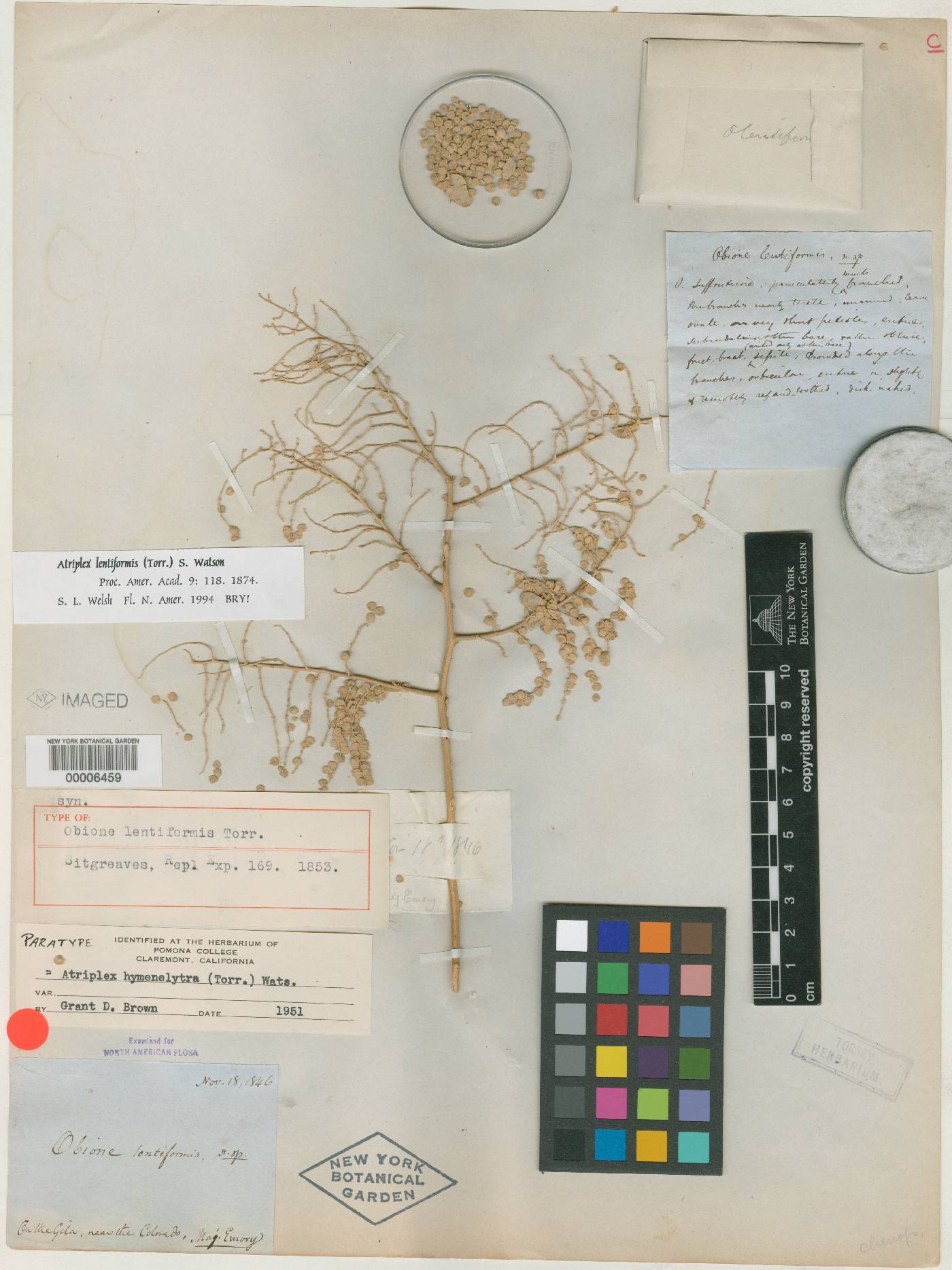 Obione lentiformis image