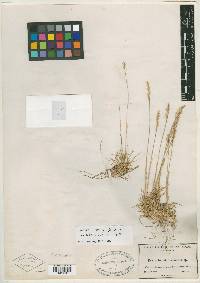 Poa pringlei image