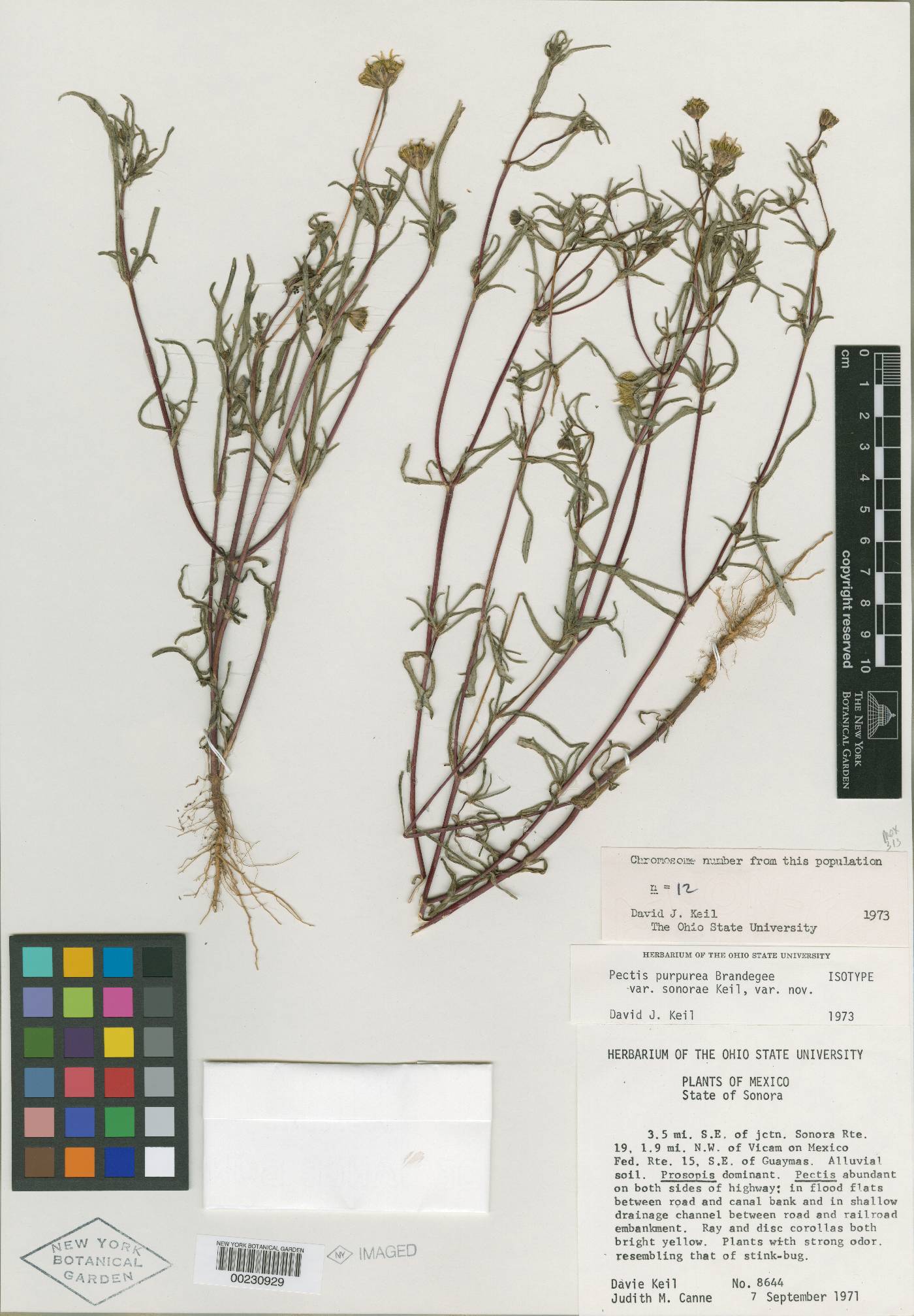 Pectis purpurea var. sonorae image