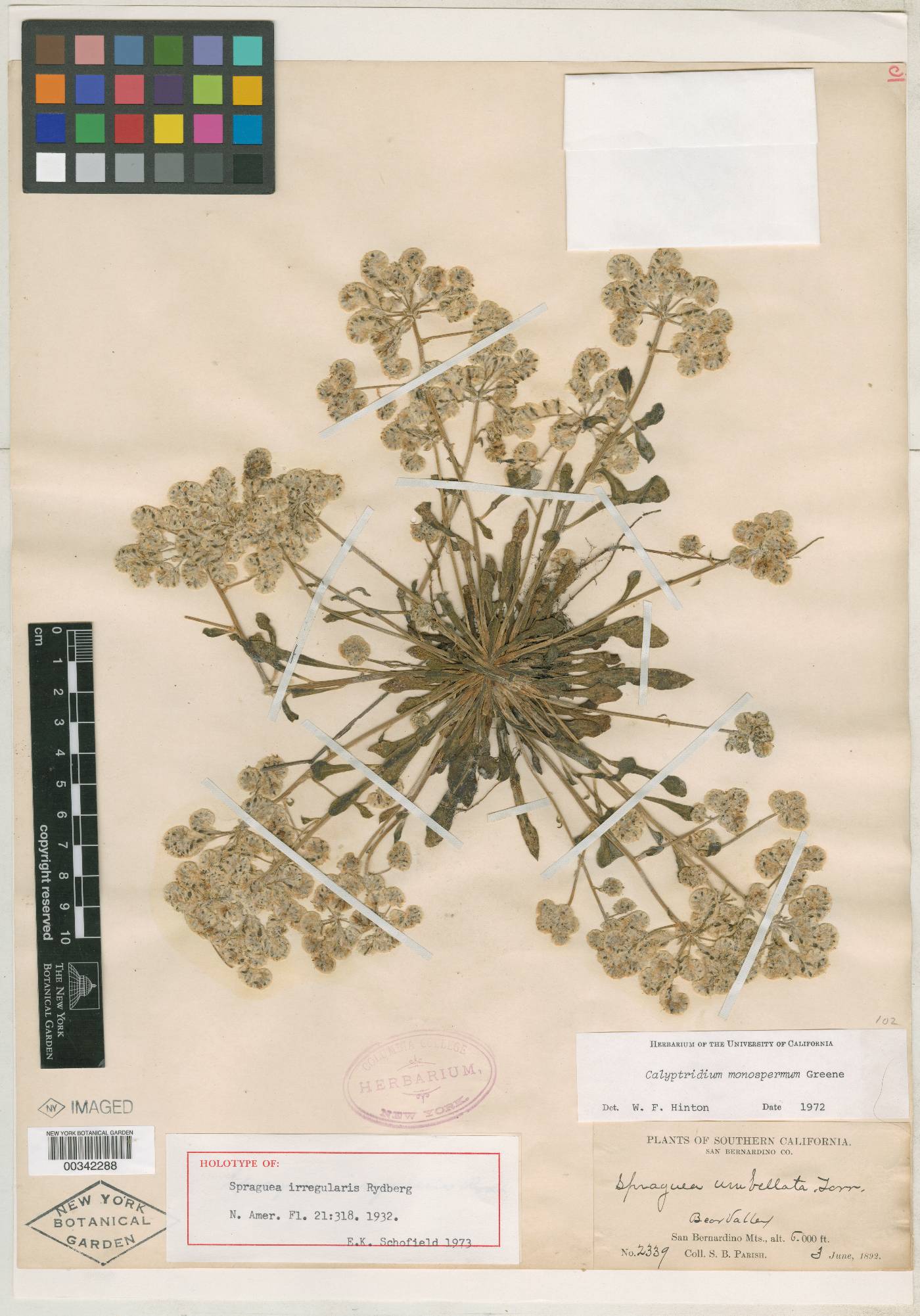 Spraguea irregularis image