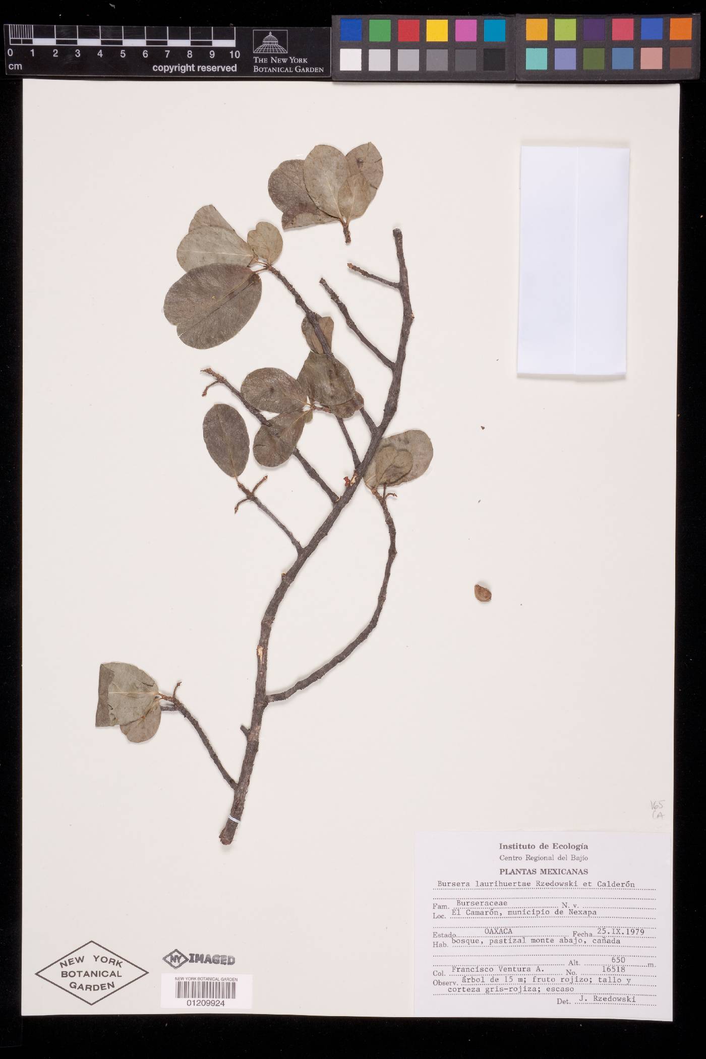 Bursera laurihuertae image