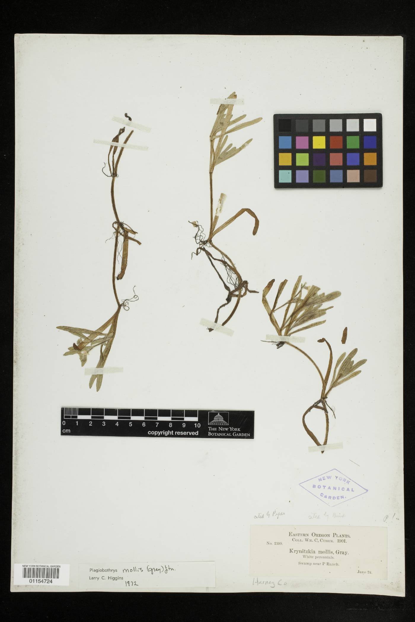 Plagiobothrys mollis image