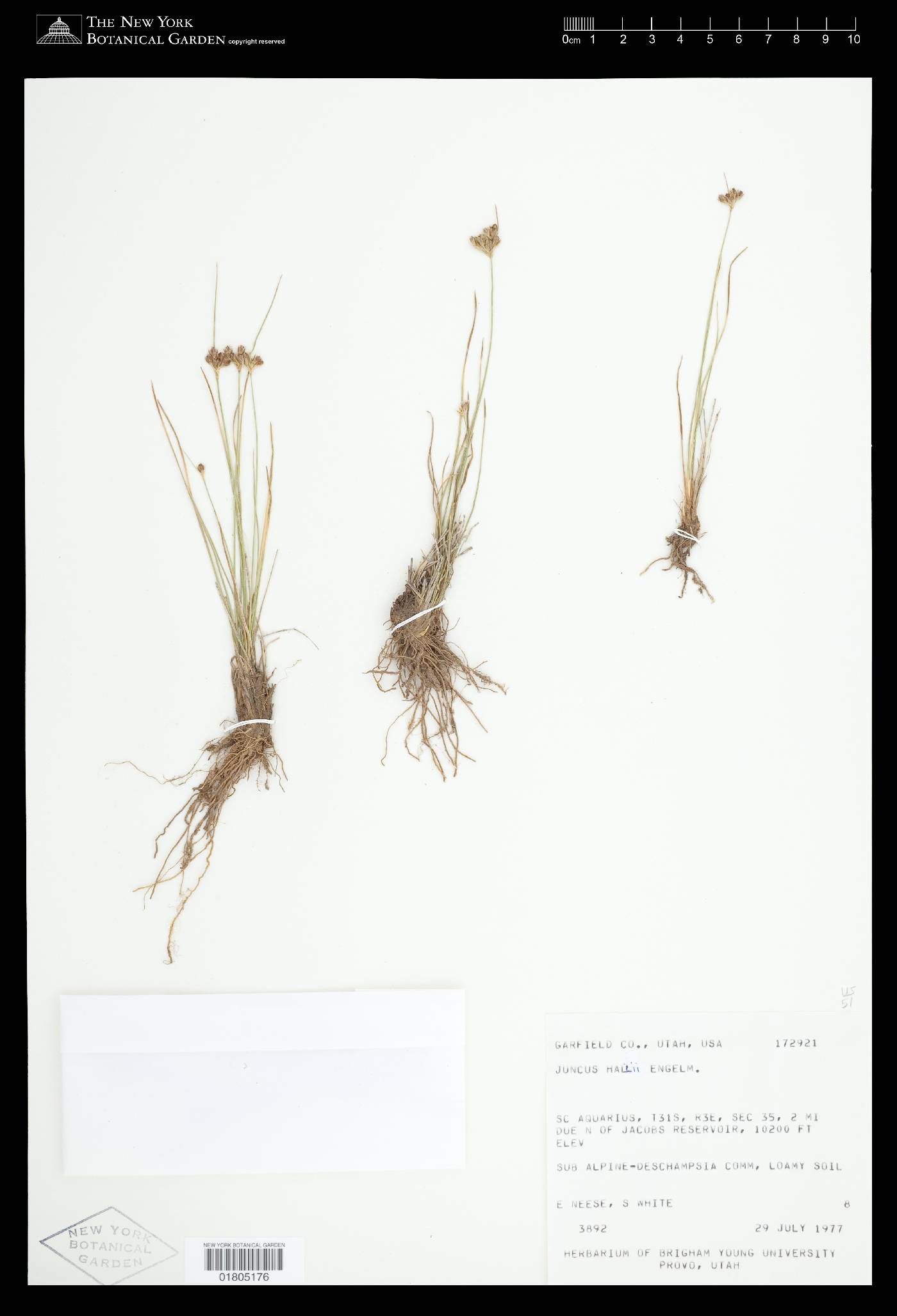 Juncus hallii image