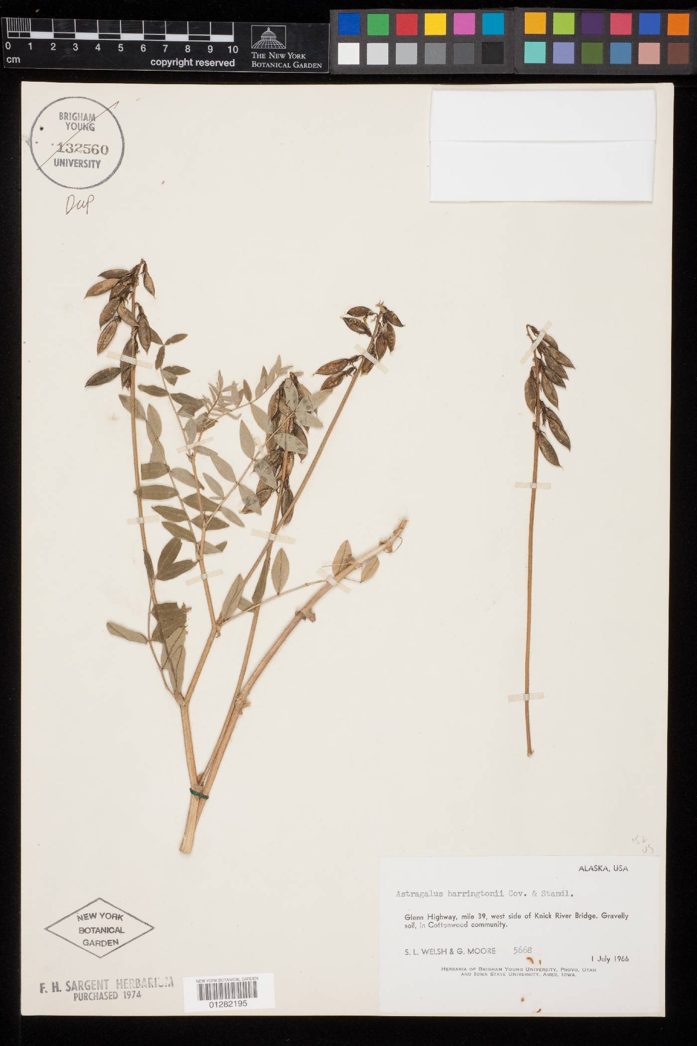 Astragalus robbinsii var. harringtonii image