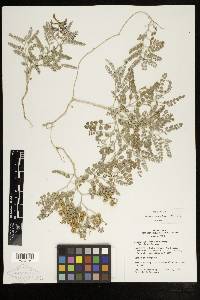 Astragalus camptopus image