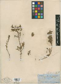 Cordylanthus mollis image