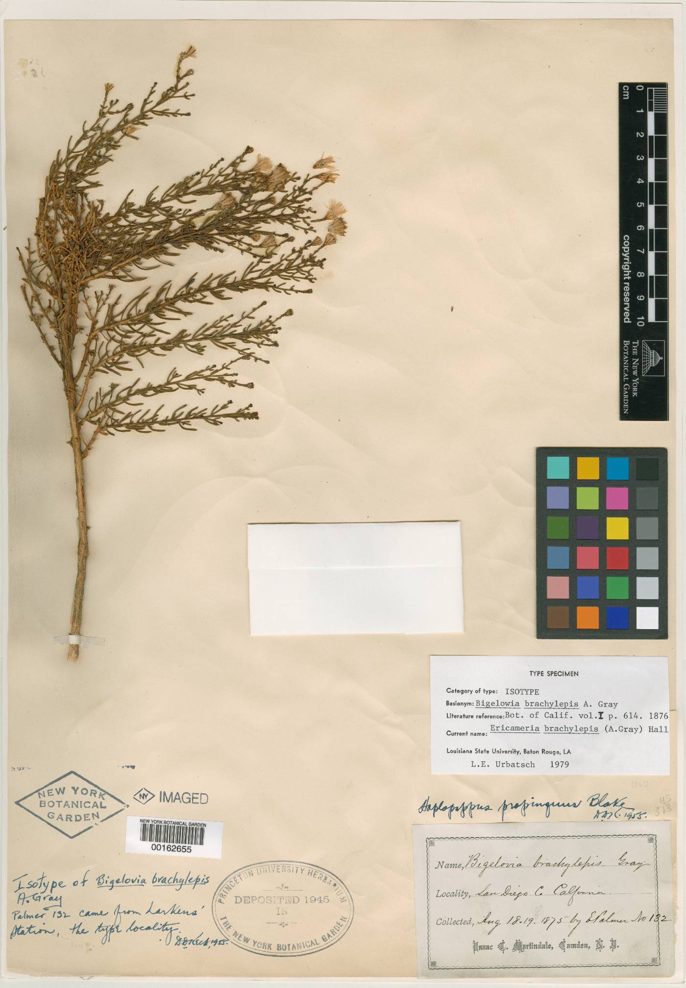 Bigelowia brachylepis image