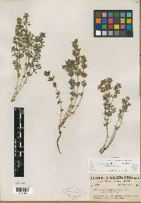Galium serpenticum subsp. wenatchicum image