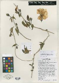 Ipomoea seaania image