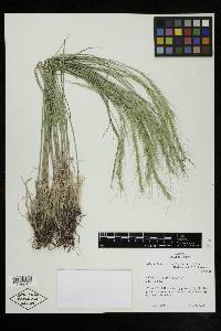 Elymus saxicola image