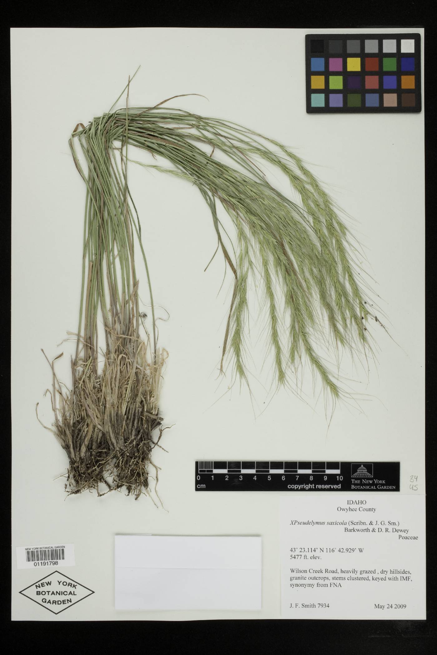 Elymus saxicola image