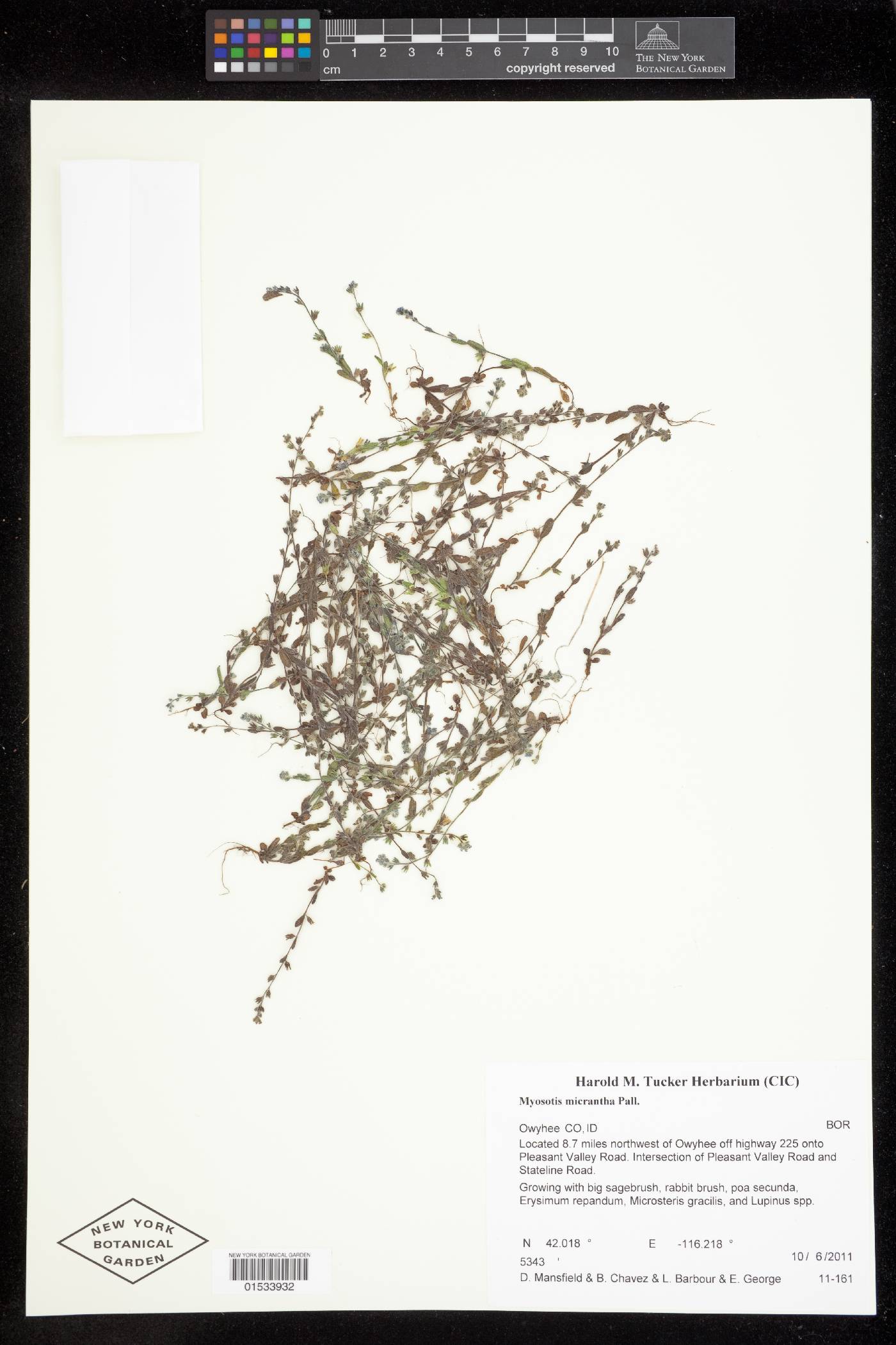 Myosotis micrantha image