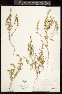 Ambrosia acanthicarpa image