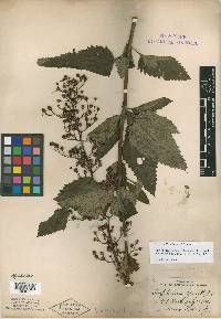 Scrophularia lanceolata image