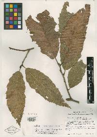 Quercus uxoris image