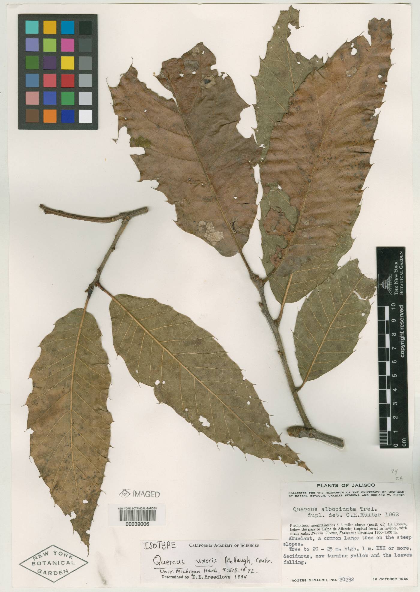 Quercus uxoris image