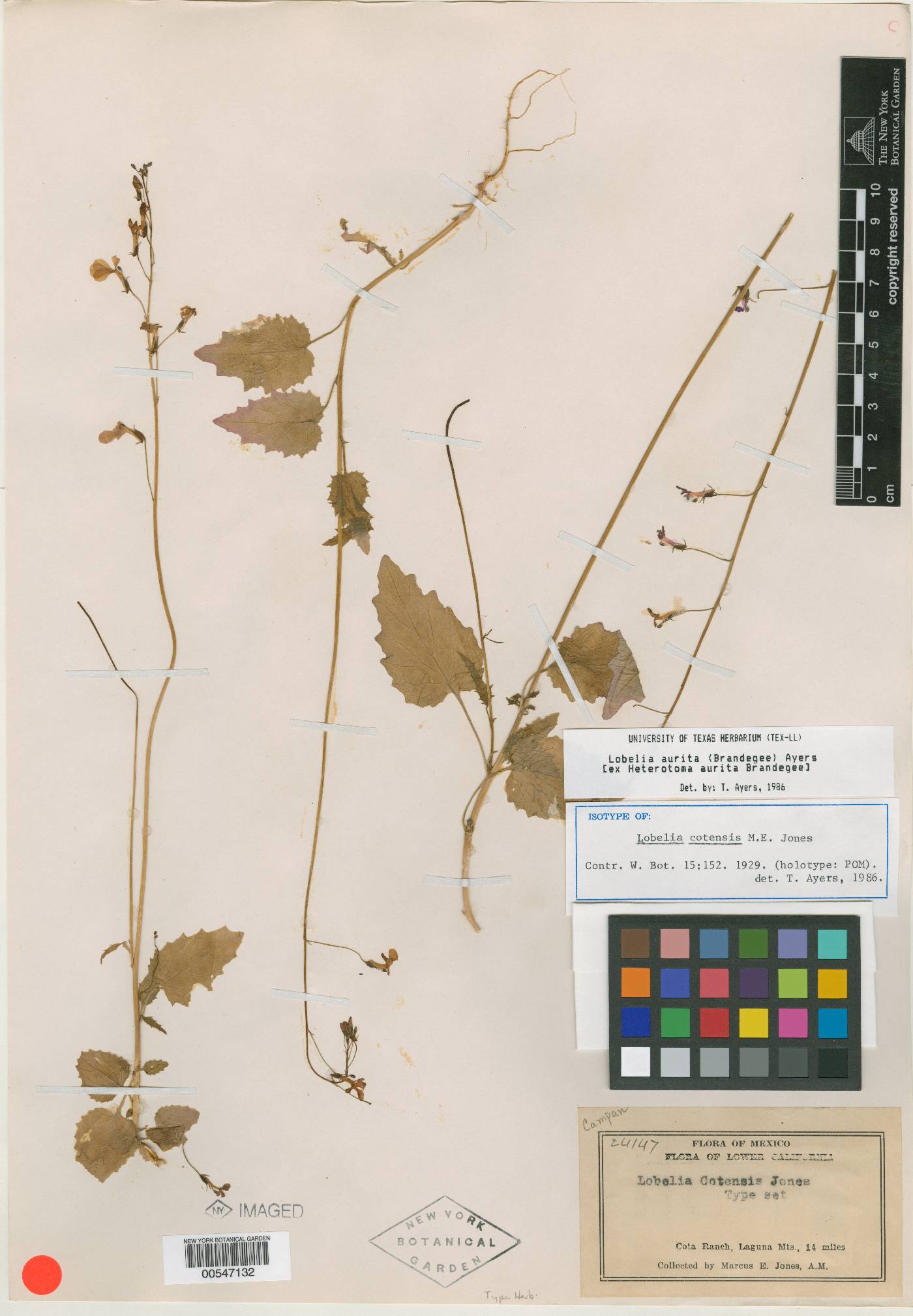 Lobelia aurita image