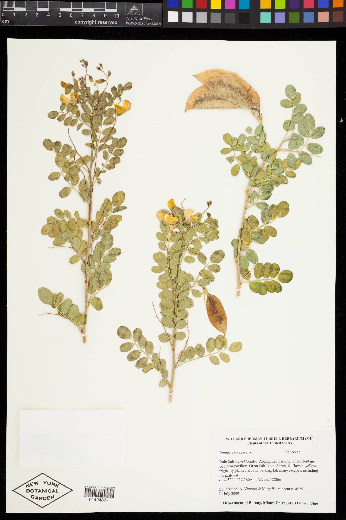 Colutea arborescens image