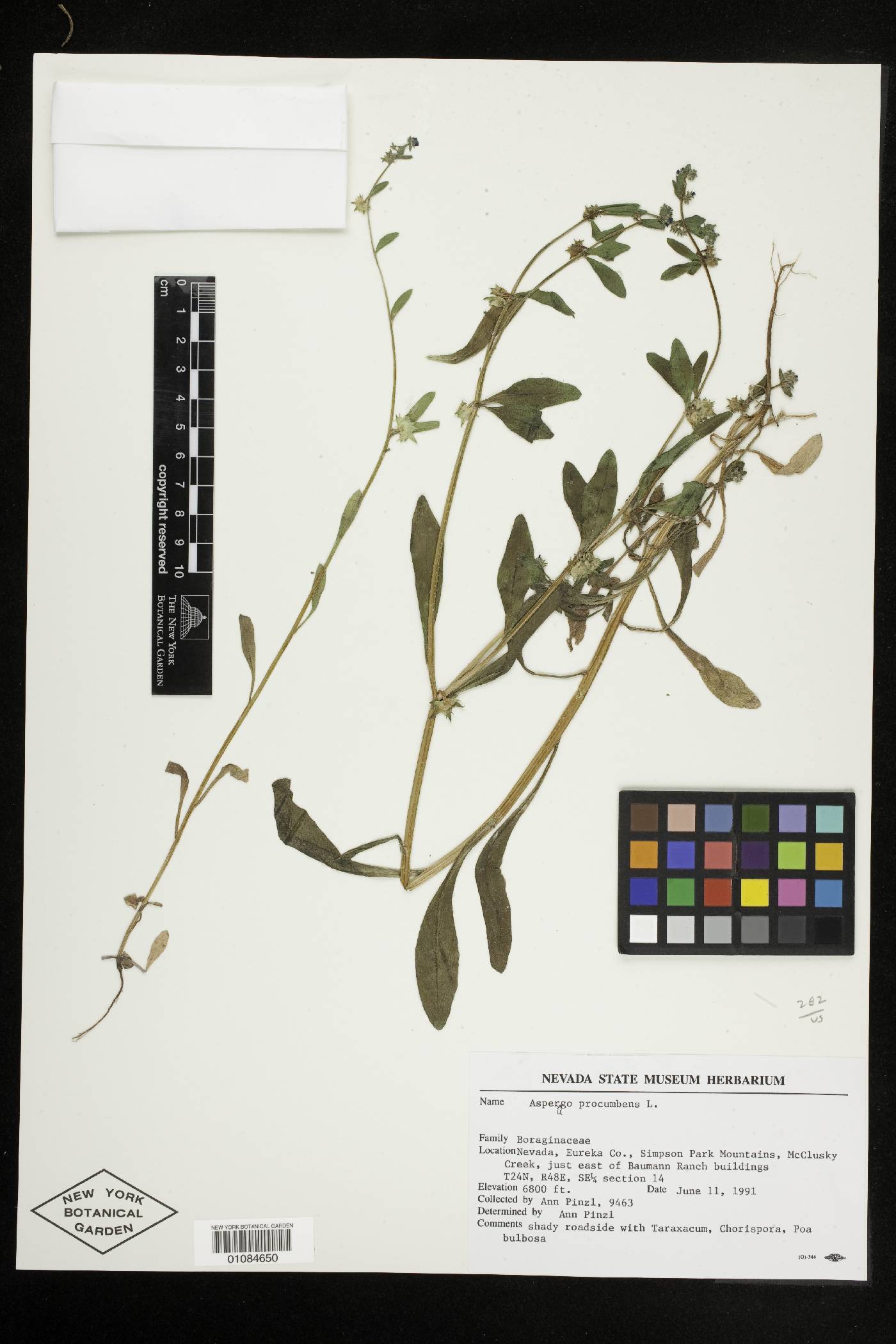 Asperugo procumbens image