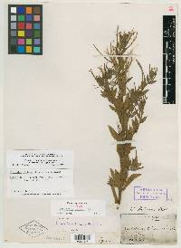 Epilobium palmeri image